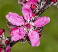 Simontornya Veralma æbleblomst